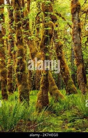 WA22359-00...WASHINGTON - Moos bedeckte Big Leaf Ahornbäume und westliche Schwertfarne im Quinault Regenwald vom Graves Creek aus gesehen, ONP. Stockfoto