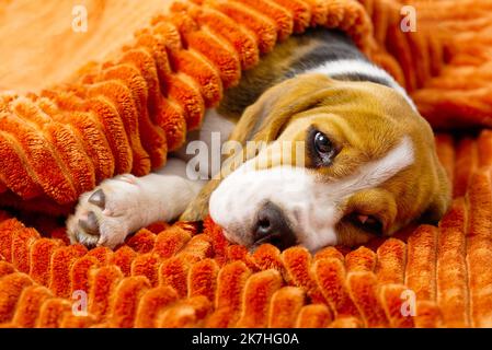 Trauriger Beagle-Welpe. Welpe des Beagle-Hundes. Stockfoto