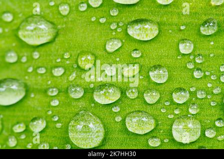 Am Morgen tropft Wasser auf das frische grüne Blatt. Stockfoto