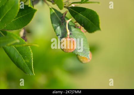 Nahaufnahme der Blätter und unreifen Früchte des irischen Erdbeerbaums Arbutus unedo Stockfoto