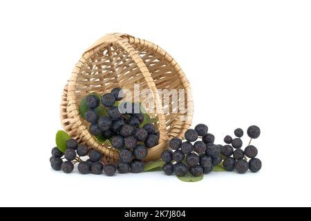 Aronia, allgemein bekannt als die Apfelbeere, mit Blättern. Frisch gepflückte, selbstgewachsene Aronia-Beeren isoliert auf weißem Hintergrund. Schwarze Aronia-Beeren Stockfoto