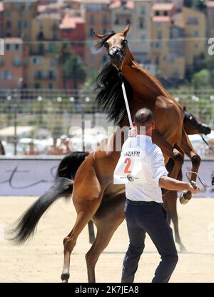 ©PHOTOPQR/NICE MATIN/Jean François Ottonello ; Menton ; 25/06/2022 ; Championnat du pur-sang arabe de la Méditerranée et des pays arabes au stade Rondelli. - Meisterschaft der arabischen Vollblut des Mittelmeers und der arabischen Länder im Rondelli-Stadion. Stockfoto