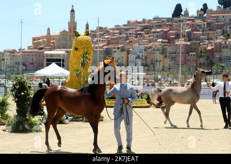 ©PHOTOPQR/NICE MATIN/Jean François Ottonello ; Menton ; 25/06/2022 ; Championnat du pur-sang arabe de la Méditerranée et des pays arabes au stade Rondelli. - Meisterschaft der arabischen Vollblut des Mittelmeers und der arabischen Länder im Rondelli-Stadion. Stockfoto