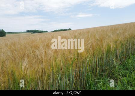 ©Alain Delpey/MAXPPP - SENAIDE 30/06/2022 Frankreich, Grand Est, le 30 juin 2022, UN champs de cereale de ble avant la moisson en été. Frankreich, Grand Est, 30. Juni 2022, Ein Weizenfeld vor der Ernte im Sommer. Stockfoto