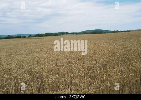 ©Alain Delpey/MAXPPP - SENAIDE 30/06/2022 Frankreich, Grand Est, le 30 juin 2022, UN champs de cereale de ble avant la moisson en été. Frankreich, Grand Est, 30. Juni 2022, Ein Weizenfeld vor der Ernte im Sommer. Stockfoto