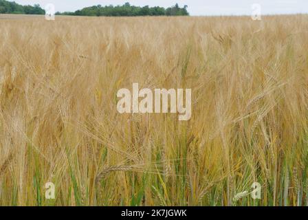 ©Alain Delpey/MAXPPP - SENAIDE 30/06/2022 Frankreich, Grand Est, le 30 juin 2022, UN champs de cereale de ble avant la moisson en été. Frankreich, Grand Est, 30. Juni 2022, Ein Weizenfeld vor der Ernte im Sommer. Stockfoto