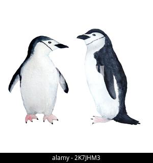 Waterocolor handgezeichnete Illustration mit arktischen Pole Pinguine auf Eis. Antarctina marine Meer Meer Meer Ameisen Migration Vögel niedlich Baumschule Design Hintergrund auf weiß isoliert. Wasser adelie Kaiserart Stockfoto