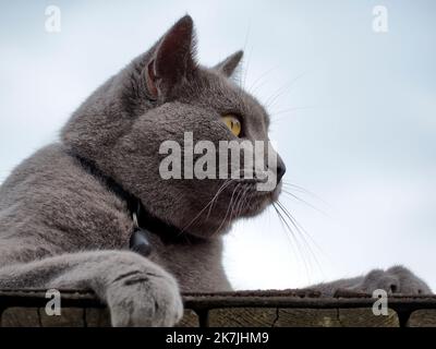 Graue Katze draußen entspannen. Blaue Katze bei gemütlich, Spaziergänge in der Natur. Tierpflege, Freund des Menschen. Blaue Katze liegt, Sommerzeit. Himmel im Hintergrund. Speicherplatz kopieren Stockfoto