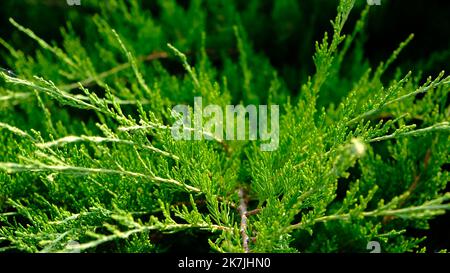 Schöne frische grüne Blätter des Wacholderkosaken - Juniperus sabina, ist Nadelstrauß. Stockfoto