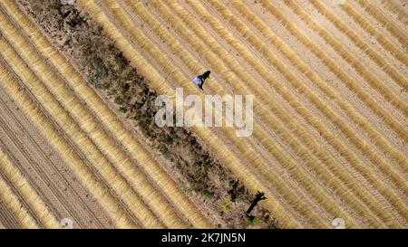 ©PHOTOPQR/VOIX DU Nord/PASCAL BONNIERE ; 09/07/2022 ; RAMECOURT 09.07.2022 Plantage de haies dans des champs PHOTO PASCAL BONNIERE / LA VOIX DU Nord Outil clé de la biodiversité, les haies en bordure de champs et l'agroveresterie intrapollaire permettent d’abriter des animauxiliaires de cultures, cultures (ravééageurs) lutter contre l’érosion des sols, améliorer la qualité et l’Infiltration de l’Eau dans le sol, stocker du carbone et s’Adapter au changement climatique. Ein wichtiges Instrument für die biologische Vielfalt, bieten Hecken an Feldern grenzende Felder und die Agroforstwirtschaft auf dem Grundstück Schutz f Stockfoto