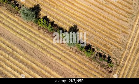 ©PHOTOPQR/VOIX DU Nord/PASCAL BONNIERE ; 09/07/2022 ; RAMECOURT 09.07.2022 Plantage de haies dans des champs PHOTO PASCAL BONNIERE / LA VOIX DU Nord Outil clé de la biodiversité, les haies en bordure de champs et l'agroveresterie intrapollaire permettent d’abriter des animauxiliaires de cultures, cultures (ravééageurs) lutter contre l’érosion des sols, améliorer la qualité et l’Infiltration de l’Eau dans le sol, stocker du carbone et s’Adapter au changement climatique. Ein wichtiges Instrument für die biologische Vielfalt, bieten Hecken an Feldern grenzende Felder und die Agroforstwirtschaft auf dem Grundstück Schutz f Stockfoto