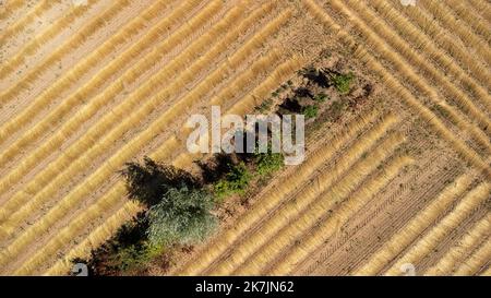 ©PHOTOPQR/VOIX DU Nord/PASCAL BONNIERE ; 09/07/2022 ; RAMECOURT 09.07.2022 Plantage de haies dans des champs PHOTO PASCAL BONNIERE / LA VOIX DU Nord Outil clé de la biodiversité, les haies en bordure de champs et l'agroveresterie intrapollaire permettent d’abriter des animauxiliaires de cultures, cultures (ravééageurs) lutter contre l’érosion des sols, améliorer la qualité et l’Infiltration de l’Eau dans le sol, stocker du carbone et s’Adapter au changement climatique. Ein wichtiges Instrument für die biologische Vielfalt, bieten Hecken an Feldern grenzende Felder und die Agroforstwirtschaft auf dem Grundstück Schutz f Stockfoto