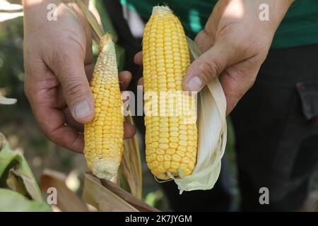 ©PHOTOPQR/L'ALSACE/Vincent VOEGTLIN ; Brunstatt-Didenheim ; 02/08/2022 ; Illustration deux épis de maïs, à g. un épis qui sumit la sécheresse et à d. une arrivant à maturité et sans problème d'Eau, à Brunstatt - Didenheim le 2 août 2022. Dürre in Frankreich, august 2. 2022. Schäden für die Landwirtschaft Stockfoto