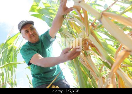 ©PHOTOPQR/L'ALSACE/Vincent VOEGTLIN ; Brunstatt-Didenheim ; 02/08/2022 ; Christian Dietschy paysan de Bruntatt, contrôle les différents épis de maïs sur sa parcelle, le 2 août 2022. Dürre in Frankreich, august 2. 2022. Schäden für die Landwirtschaft Stockfoto