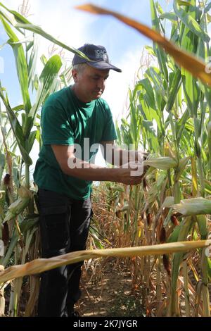 ©PHOTOPQR/L'ALSACE/Vincent VOEGTLIN ; Brunstatt-Didenheim ; 02/08/2022 ; Christian Dietschy paysan de Bruntatt, contrôle les différents épis de maïs sur sa parcelle, le 2 août 2022. Dürre in Frankreich, august 2. 2022. Schäden für die Landwirtschaft Stockfoto