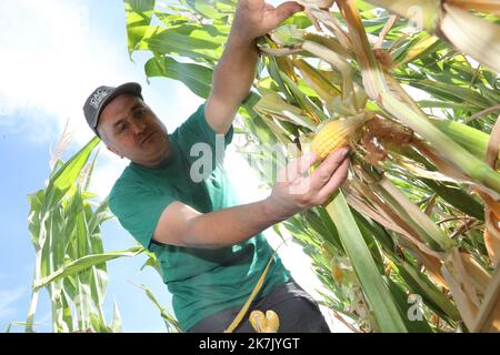 ©PHOTOPQR/L'ALSACE/Vincent VOEGTLIN ; Brunstatt-Didenheim ; 02/08/2022 ; Christian Dietschy paysan de Bruntatt, contrôle les différents épis de maïs sur sa parcelle, le 2 août 2022. Dürre in Frankreich, august 2. 2022. Schäden für die Landwirtschaft Stockfoto