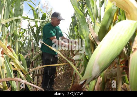 ©PHOTOPQR/L'ALSACE/Vincent VOEGTLIN ; Brunstatt-Didenheim ; 02/08/2022 ; Christian Dietschy paysan de Bruntatt, contrôle les différents épis de maïs sur sa parcelle, le 2 août 2022. Dürre in Frankreich, august 2. 2022. Schäden für die Landwirtschaft Stockfoto