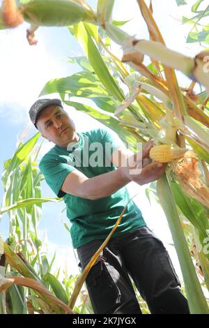 ©PHOTOPQR/L'ALSACE/Vincent VOEGTLIN ; Brunstatt-Didenheim ; 02/08/2022 ; Christian Dietschy paysan de Bruntatt, contrôle les différents épis de maïs sur sa parcelle, le 2 août 2022. Dürre in Frankreich, august 2. 2022. Schäden für die Landwirtschaft Stockfoto