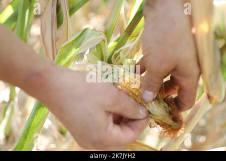 ©PHOTOPQR/L'ALSACE/Vincent VOEGTLIN ; Brunstatt-Didenheim ; 02/08/2022 ; Illustration d'un contrôle d'un épis de maïs sur une parcelle, à Brunstatt - Didenheim le 2 août 2022. Dürre in Frankreich, august 2. 2022. Schäden für die Landwirtschaft Stockfoto