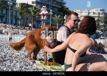 ©SERGE HAOUZI/MAXPPP - Nice en face de l hopital Lenval sur la Promenade des Anglais a Nice dans les Alpes Maritimes, les chiens dispoent d une Plage de 320 m pour se baigner et profiter en toute liberte. Les quatre pattes de tout poil ont le droit de gambader et s ebrouer a l envie apres un bon bain de mer . Elle est symboliquement delimitee par deux sculptures de Totor, un chien bien sur, souriant et farceur, Imagine par l artiste Stephane Bolongaro . Des robinets d Eau douce, des poubelles et des sacs a dejection equipent egalement les lieux. Nice le 07 Aout 2022 (Foto Serge Haouzi) Nizza Stockfoto