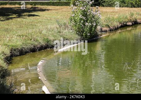 ©PHOTOPQR/VOIX DU Nord/Thierry Thorel ; 09/08/2022 ; Tourcoing - Le 9 aout 2022 : la faune et la flore en souffrance dans les etangs du Parc en raison les conditions climatiques de cet ete - Foto : Thierry THOREL / La Voix du Nord - Tourcoing, Frankreich, august 9. 2022 Historische Dürre in Frankreich Stockfoto