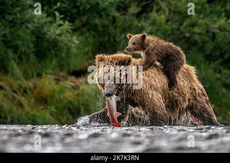 Braunbär mit Jungtier auf dem Rücken Stockfoto