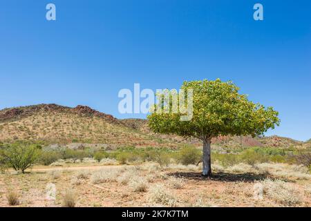 Eingefleischter Baum in der malerischen Selwyn Range bei Mary Kathleen, zwischen Mount Isa und Cloncrys, North Western Queensland, QLD, Australien Stockfoto
