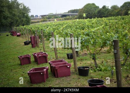 ©PHOTOPQR/VOIX DU NORD/PIERRE ROUANET ; 13/09/2022 ; VALENCIENNES, LE 13/09/2022. Les traditionnelles vendanges a l'etang du Vignoble de Valenciennes. Cette annee le raisin s'annonce tres prometteur pour les vins Rouge et Blanc des salaries des etablissements de reinsertion pour personnes en Situation de Handicap (ESAT). FOTO PIERRE ROUANET LA VOIX DU Nord - Weinlese in Nordfrankreich, in Valenciennes, am 13. 2022. September Stockfoto