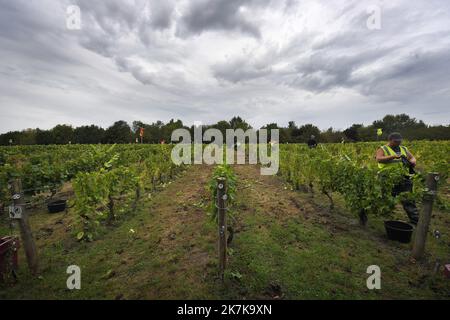 ©PHOTOPQR/VOIX DU NORD/PIERRE ROUANET ; 13/09/2022 ; VALENCIENNES, LE 13/09/2022. Les traditionnelles vendanges a l'etang du Vignoble de Valenciennes. Cette annee le raisin s'annonce tres prometteur pour les vins Rouge et Blanc des salaries des etablissements de reinsertion pour personnes en Situation de Handicap (ESAT). FOTO PIERRE ROUANET LA VOIX DU Nord - Weinlese in Nordfrankreich, in Valenciennes, am 13. 2022. September Stockfoto