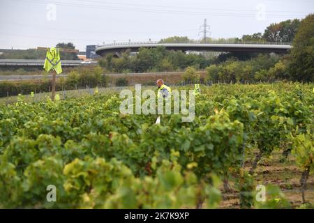 ©PHOTOPQR/VOIX DU NORD/PIERRE ROUANET ; 13/09/2022 ; VALENCIENNES, LE 13/09/2022. Les traditionnelles vendanges a l'etang du Vignoble de Valenciennes. Cette annee le raisin s'annonce tres prometteur pour les vins Rouge et Blanc des salaries des etablissements de reinsertion pour personnes en Situation de Handicap (ESAT). FOTO PIERRE ROUANET LA VOIX DU Nord - Weinlese in Nordfrankreich, in Valenciennes, am 13. 2022. September Stockfoto