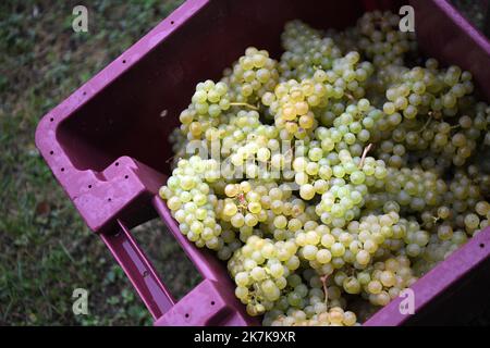 ©PHOTOPQR/VOIX DU NORD/PIERRE ROUANET ; 13/09/2022 ; VALENCIENNES, LE 13/09/2022. Les traditionnelles vendanges a l'etang du Vignoble de Valenciennes. Cette annee le raisin s'annonce tres prometteur pour les vins Rouge et Blanc des salaries des etablissements de reinsertion pour personnes en Situation de Handicap (ESAT). FOTO PIERRE ROUANET LA VOIX DU Nord - Weinlese in Nordfrankreich, in Valenciennes, am 13. 2022. September Stockfoto