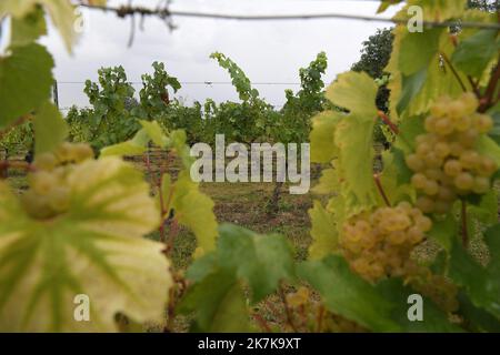 ©PHOTOPQR/VOIX DU NORD/PIERRE ROUANET ; 13/09/2022 ; VALENCIENNES, LE 13/09/2022. Les traditionnelles vendanges a l'etang du Vignoble de Valenciennes. Cette annee le raisin s'annonce tres prometteur pour les vins Rouge et Blanc des salaries des etablissements de reinsertion pour personnes en Situation de Handicap (ESAT). FOTO PIERRE ROUANET LA VOIX DU Nord - Weinlese in Nordfrankreich, in Valenciennes, am 13. 2022. September Stockfoto