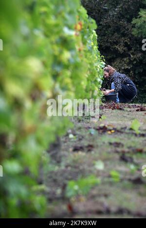 ©PHOTOPQR/VOIX DU NORD/PIERRE ROUANET ; 13/09/2022 ; VALENCIENNES, LE 13/09/2022. Les traditionnelles vendanges a l'etang du Vignoble de Valenciennes. Cette annee le raisin s'annonce tres prometteur pour les vins Rouge et Blanc des salaries des etablissements de reinsertion pour personnes en Situation de Handicap (ESAT). FOTO PIERRE ROUANET LA VOIX DU Nord - Weinlese in Nordfrankreich, in Valenciennes, am 13. 2022. September Stockfoto