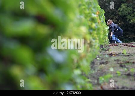 ©PHOTOPQR/VOIX DU NORD/PIERRE ROUANET ; 13/09/2022 ; VALENCIENNES, LE 13/09/2022. Les traditionnelles vendanges a l'etang du Vignoble de Valenciennes. Cette annee le raisin s'annonce tres prometteur pour les vins Rouge et Blanc des salaries des etablissements de reinsertion pour personnes en Situation de Handicap (ESAT). FOTO PIERRE ROUANET LA VOIX DU Nord - Weinlese in Nordfrankreich, in Valenciennes, am 13. 2022. September Stockfoto