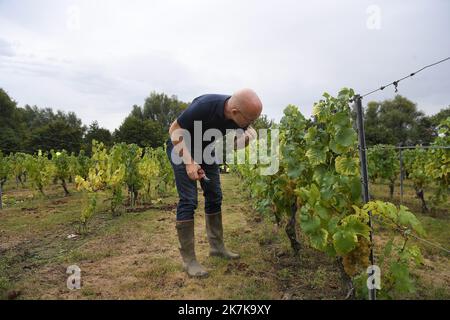 ©PHOTOPQR/VOIX DU NORD/PIERRE ROUANET ; 13/09/2022 ; VALENCIENNES, LE 13/09/2022. Les traditionnelles vendanges a l'etang du Vignoble de Valenciennes. Cette annee le raisin s'annonce tres prometteur pour les vins Rouge et Blanc des salaries des etablissements de reinsertion pour personnes en Situation de Handicap (ESAT). Olivier Warzee, Directeur de l'ESAT Watteau. FOTO PIERRE ROUANET LA VOIX DU Nord - Weinlese in Nordfrankreich, in Valenciennes, am 13. 2022. September Stockfoto