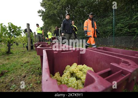 ©PHOTOPQR/VOIX DU NORD/PIERRE ROUANET ; 13/09/2022 ; VALENCIENNES, LE 13/09/2022. Les traditionnelles vendanges a l'etang du Vignoble de Valenciennes. Cette annee le raisin s'annonce tres prometteur pour les vins Rouge et Blanc des salaries des etablissements de reinsertion pour personnes en Situation de Handicap (ESAT). FOTO PIERRE ROUANET LA VOIX DU Nord - Weinlese in Nordfrankreich, in Valenciennes, am 13. 2022. September Stockfoto