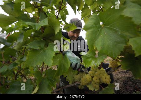 ©PHOTOPQR/VOIX DU NORD/PIERRE ROUANET ; 13/09/2022 ; VALENCIENNES, LE 13/09/2022. Les traditionnelles vendanges a l'etang du Vignoble de Valenciennes. Cette annee le raisin s'annonce tres prometteur pour les vins Rouge et Blanc des salaries des etablissements de reinsertion pour personnes en Situation de Handicap (ESAT). FOTO PIERRE ROUANET LA VOIX DU Nord - Weinlese in Nordfrankreich, in Valenciennes, am 13. 2022. September Stockfoto