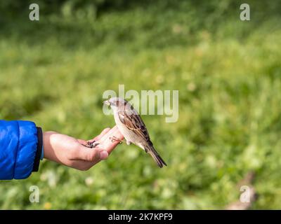 Der Junge füttert die Vögel mit Samen aus seiner Hand. Sperling frisst