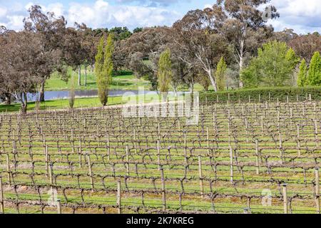 Australischer Weingarten und Vollwasserdamm bei Mortimers Wines in Orange, Zentralwest NSW, Australien, Frühjahr 2022 Stockfoto