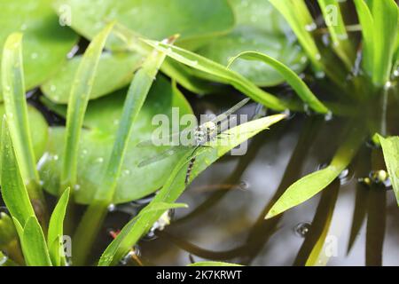 Die Libellen (Odonata) bilden eine Ordnung innerhalb der Insektenklasse (Insecta) Stockfoto