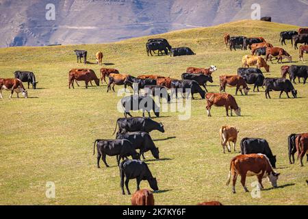 Eine Herde Kühe grast in den Wiesen des Kaukasus-Gebirges Stockfoto
