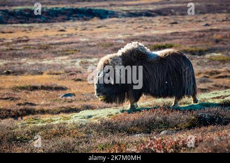 Muskox, Ovibos moschatus, Wandern im Oktober Sonnenlicht im Dovrefjell Nationalpark, Norwegen, Skandinavien. Stockfoto