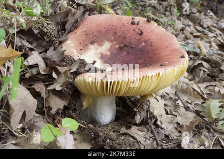 Emetic Russula mushroom, altes Exemplar, Russula emetica; Russulaceae Stockfoto