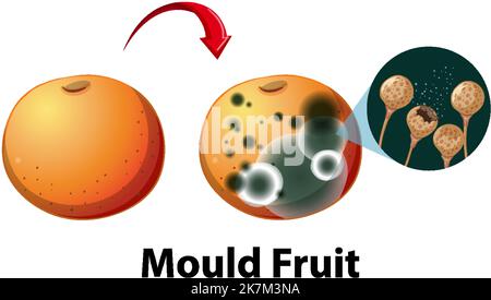 Ungenießbarer zersetzbarer Apfel mit Schimmelabbildung Stock Vektor