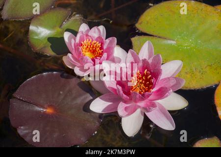 Nahaufnahme von zwei rosa Seerosen, die auf den herbstfarbenen Seerosenpads liegen Stockfoto