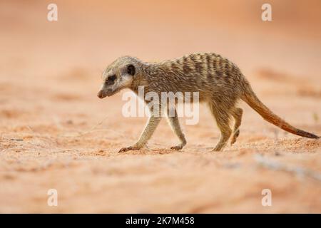 Erdmännchenbucht (Suricata suricatta) durchquert roten Boden. Kalahari, Südafrika Stockfoto