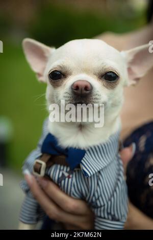 Tierarzt untersucht chihuahua Hund. Tierarzt untersucht chihuahua Hund mit Ultraschall. Stockfoto