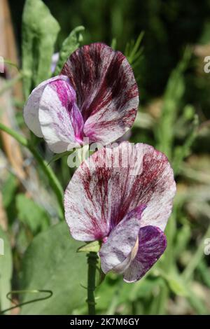 Süße Erbsenblüten (Lathyrus odoratus „Senator“). Stockfoto