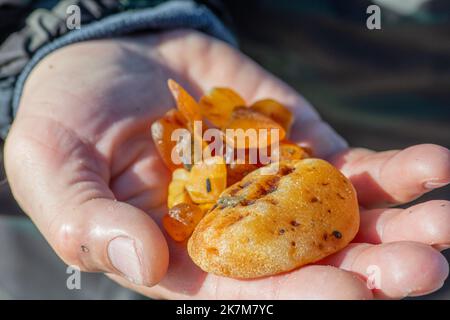 Bernsteinfang in der Ostsee. Schöne große seltene Stücke gelben Bernsteins in der nassen Hand eines Bernsteinfängers oder Fischers mit Meerwasser Stockfoto