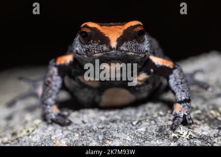 Nahaufnahme des australischen Rotkronenmaulkrötbichs Stockfoto